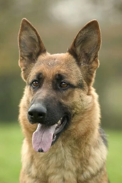 Dog - German Shepherd  /  Alsatian - With tongue sticking out