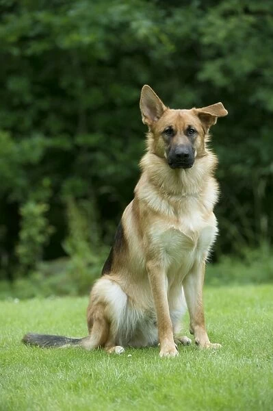 DOG - German shepherd dog - with one ear pointed and one ear flat