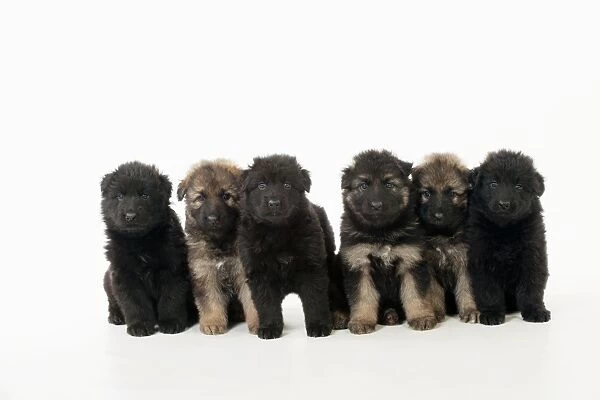 DOG - German shepherd dog puppies- in a row
