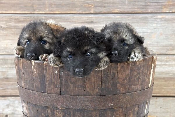 DOG - German shepherd dog - puppies sitting in wooden tub