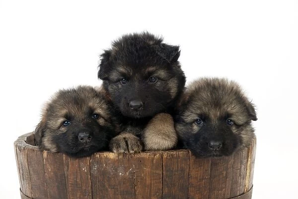 DOG - German shepherd dog puppies - sitting in wooden tub