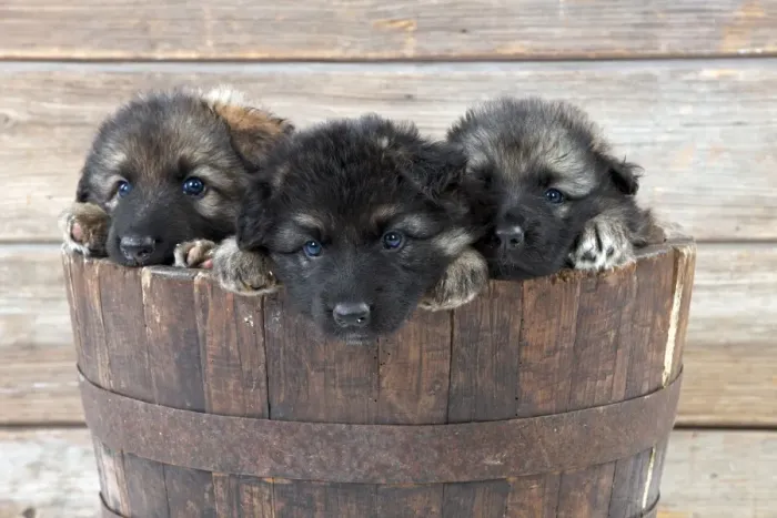 Framed Print : DOG - German shepherd dog - puppies sitting in wooden tub Framed Print : DOG - German shepherd dog - puppies sitting in wooden tub
