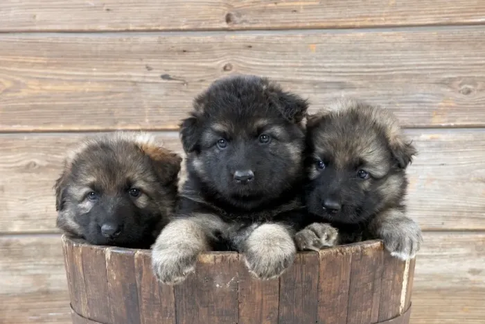 Framed Print : DOG - German shepherd dog - puppies sitting in wooden tub Framed Print : DOG - German shepherd dog - puppies sitting in wooden tub