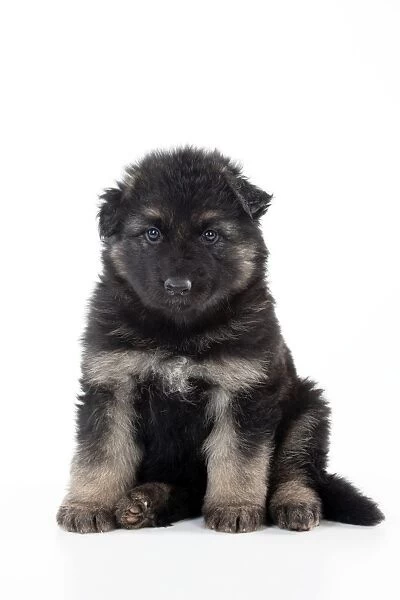 DOG - German shepherd dog - puppy