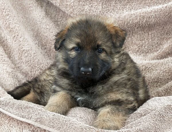 DOG - German shepherd dog - puppy sitting on blankets