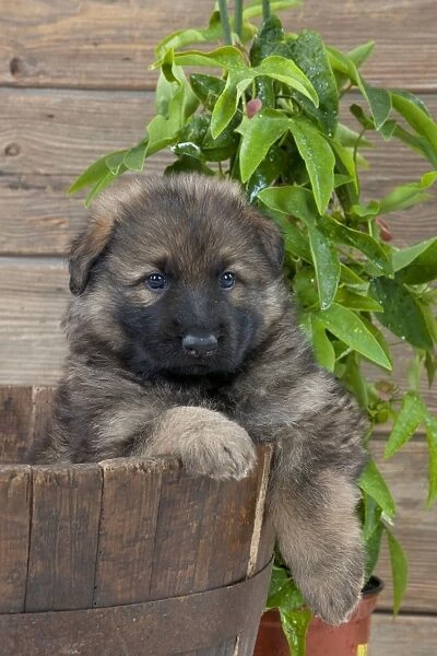 DOG - German shepherd dog - puppy sitting in a wooden tub
