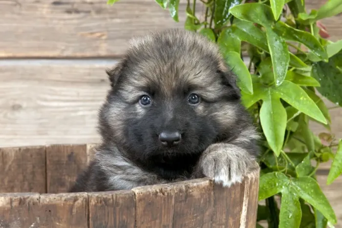Framed Print : DOG - German shepherd dog - puppy sitting in a wooden tub Framed Print : DOG - German shepherd dog - puppy sitting in a wooden tub