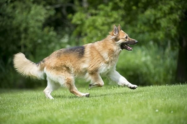 DOG - German shepherd dog - running through garden
