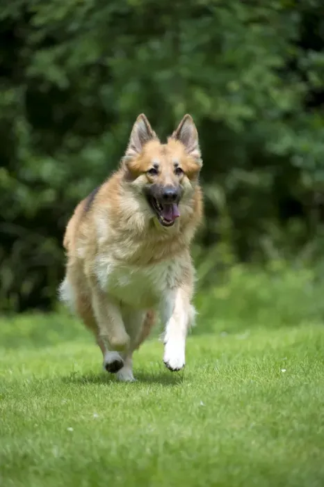 Framed Print : DOG - German shepherd dog - running through garden Framed Print : DOG - German shepherd dog - running through garden