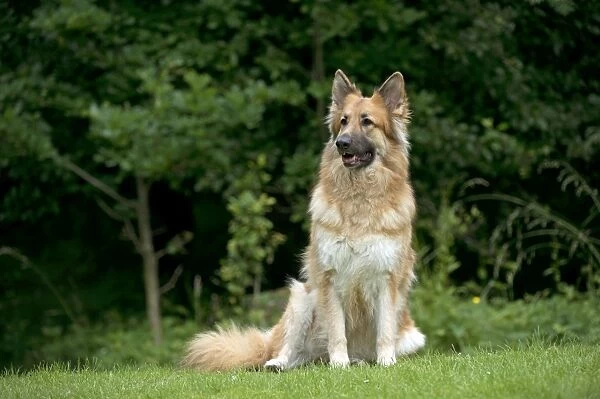 DOG - German shepherd dog - sitting in garden
