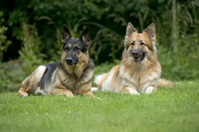 Framed Print : DOG - German shepherd dogs - sitting together in garden Framed Print : DOG - German shepherd dogs - sitting together in garden