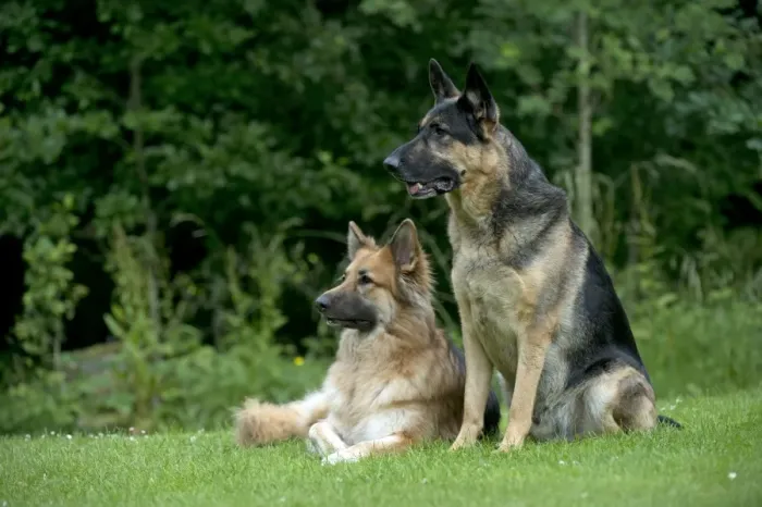 Framed Print : DOG - German shepherd dogs - sitting together in garden Framed Print : DOG - German shepherd dogs - sitting together in garden