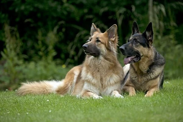 DOG - German shepherd dogs sitting together in garden