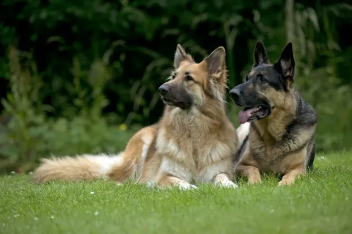Framed Print : DOG - German shepherd dogs sitting together in garden Framed Print : DOG - German shepherd dogs sitting together in garden