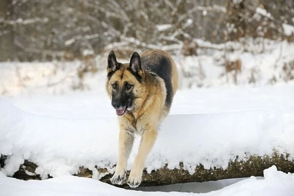 DOG. German shepherd jumping over snow covered branch