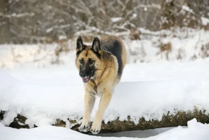 Framed Print : DOG. German shepherd jumping over snow covered branch Framed Print : DOG. German shepherd jumping over snow covered branch