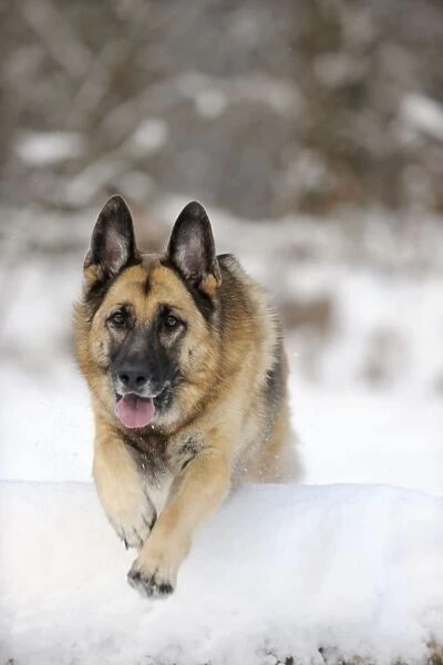 DOG. German shepherd jumping over snow covered branch