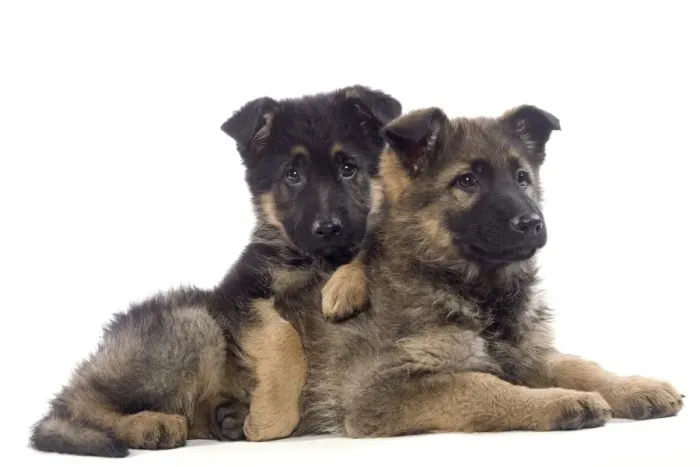 Framed Print : Dog - German Shepherd puppies Framed Print : Dog - German Shepherd puppies