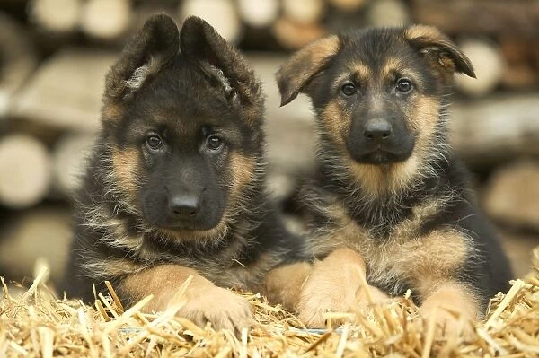 Dog - German Shepherd - two puppies