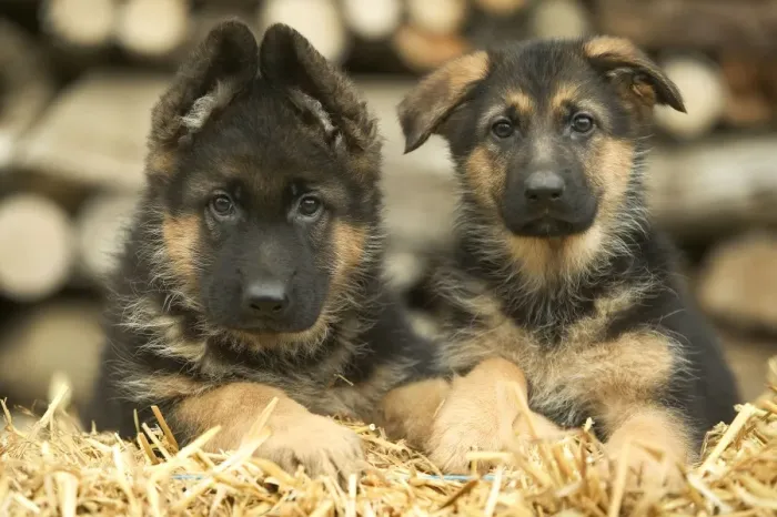 Framed Print : Dog - German Shepherd - two puppies Framed Print : Dog - German Shepherd - two puppies