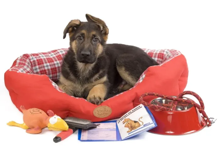 Framed Print : Dog - German Shepherd - puppy in dog bed Framed Print : Dog - German Shepherd - puppy in dog bed