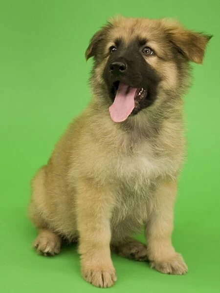Dog - German Shepherd puppy - with open mouth