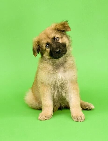 Dog - German Shepherd puppy - tilting head
