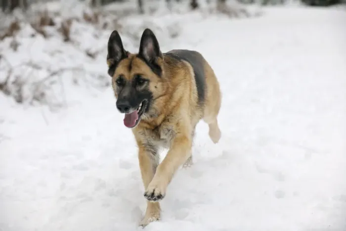 Framed Print : DOG. German shepherd running through the snow Framed Print : DOG. German shepherd running through the snow
