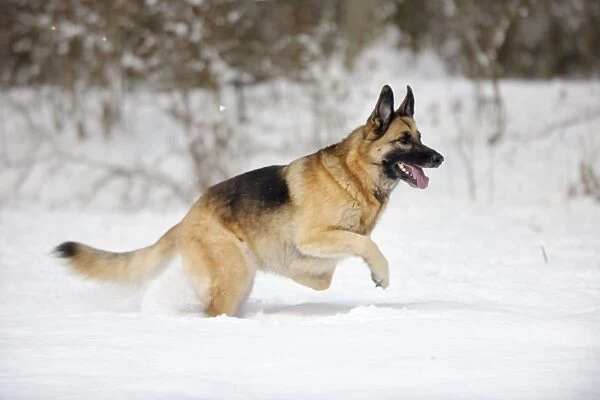 DOG. German shepherd running through the snow