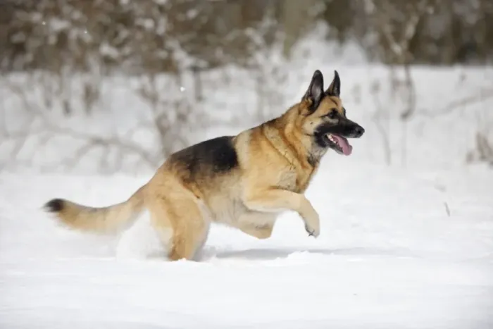 Framed Print : DOG. German shepherd running through the snow Framed Print : DOG. German shepherd running through the snow