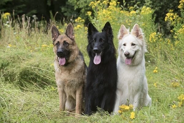Dog German Shepherd (sable, black & white 13485110 Framed