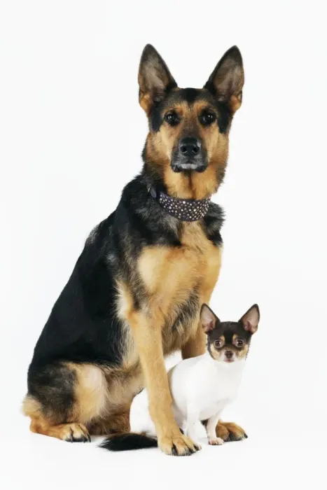 Framed Print : DOG. German shepherd sitting with chihuahua in between feet Framed Print : DOG. German shepherd sitting with chihuahua in between feet