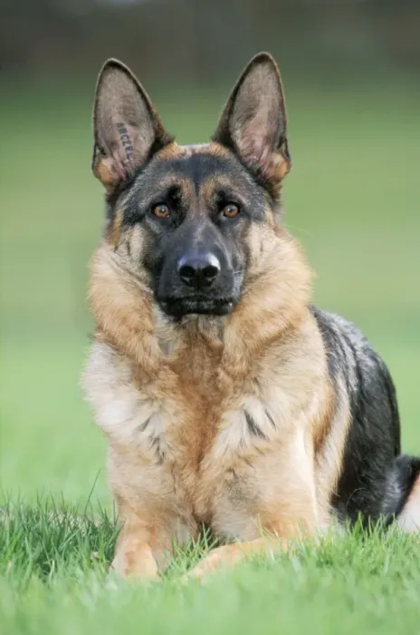 Framed Print : Dog - German Shepherd sitting on grass Framed Print : Dog - German Shepherd sitting on grass