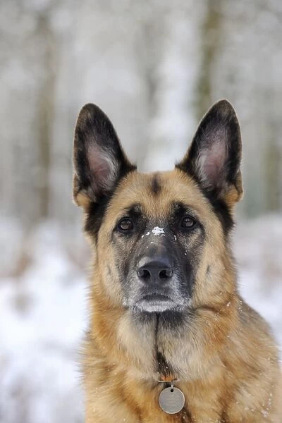 DOG. German shepherd with snow on nose