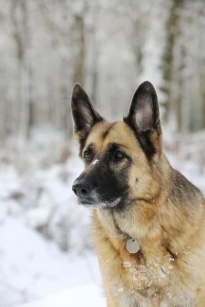 DOG. German shepherd with snow on nose
