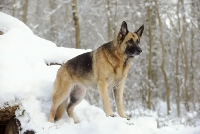 Framed Print : DOG. German shepherd standing on snow covered logs Framed Print : DOG. German shepherd standing on snow covered logs