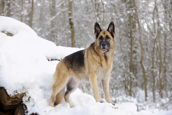 DOG. German shepherd standing on snow covered logs
