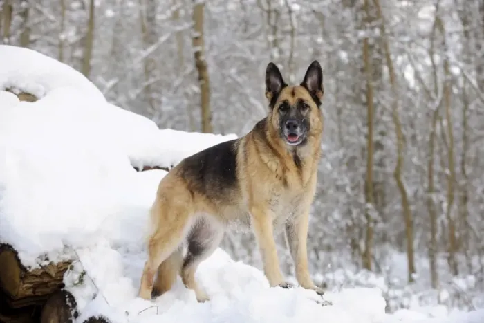 Framed Print : DOG. German shepherd standing on snow covered logs Framed Print : DOG. German shepherd standing on snow covered logs