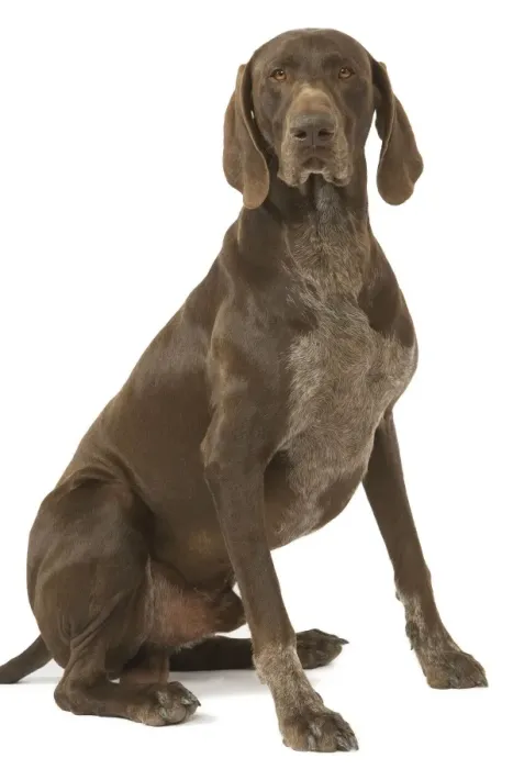 Framed Print : Dog - German short-haired pionter in studio Framed Print : Dog - German short-haired pionter in studio