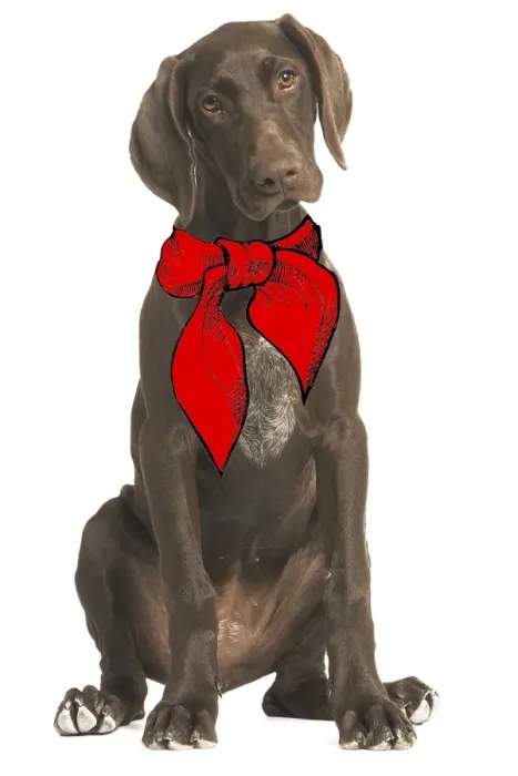 Framed Print : Dog - German short-haired pointer / Braque allemand in studio wearing neck tie Framed Print : Dog - German short-haired pointer / Braque allemand in studio wearing neck tie
