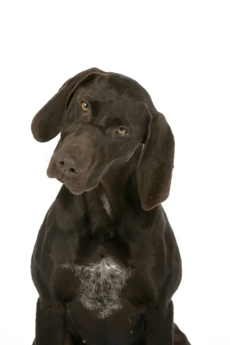 Framed Print : DOG - German shorthaired pointer Framed Print : DOG - German shorthaired pointer
