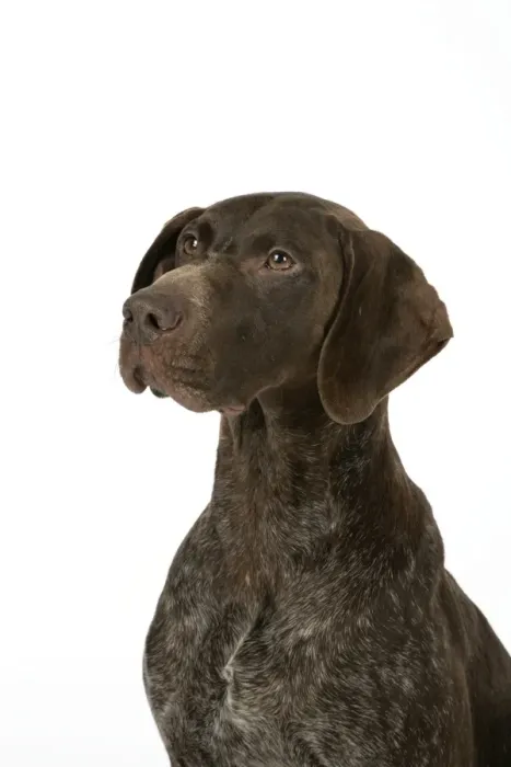 Framed Print : DOG - German shorthaired pointer Framed Print : DOG - German shorthaired pointer