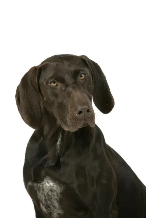 Framed Print : DOG - German shorthaired pointer Framed Print : DOG - German shorthaired pointer