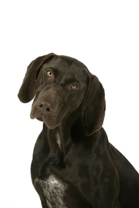 Framed Print : DOG - German shorthaired pointer Framed Print : DOG - German shorthaired pointer