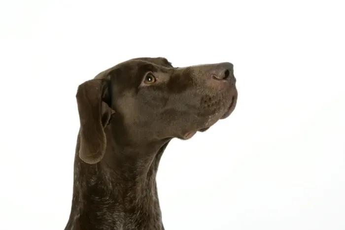 Framed Print : DOG. German shorthaired pointer Framed Print : DOG. German shorthaired pointer