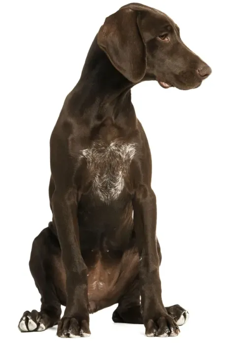 Framed Print : Dog - German Shorthaired Pointer - 4 month old puppy Framed Print : Dog - German Shorthaired Pointer - 4 month old puppy