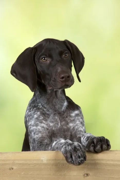 Framed Print : DOG - German Shorthaired Pointer - looking over a fence Framed Print : DOG - German Shorthaired Pointer - looking over a fence