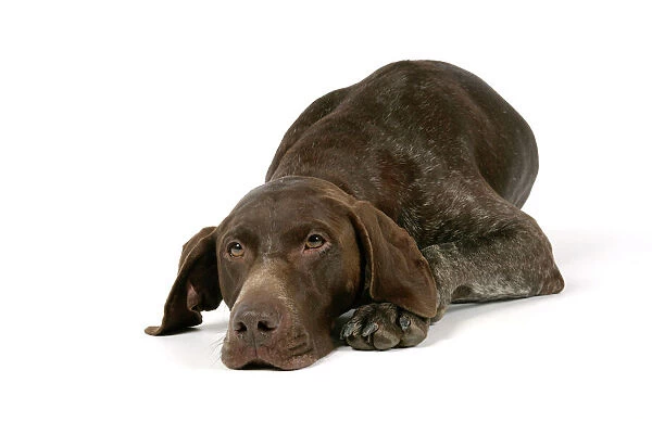 DOG - German shorthaired pointer lying down