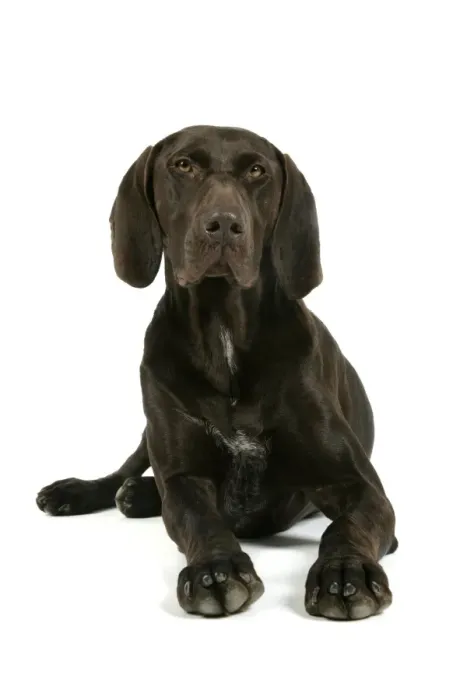 Framed Print : DOG - German shorthaired pointer lying down Framed Print : DOG - German shorthaired pointer lying down