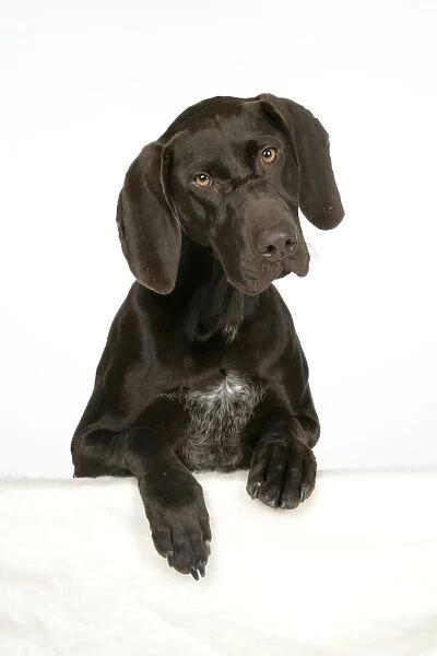 DOG - German shorthaired pointer with paws over ledge